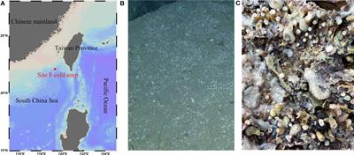 Host-specific bacterial communities associated with six cold-seep sponge species in the South China Sea